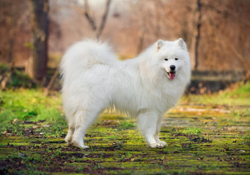 can samoyed swim