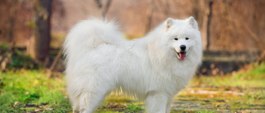A fluffy white Samoyed pauses on a dirt road.