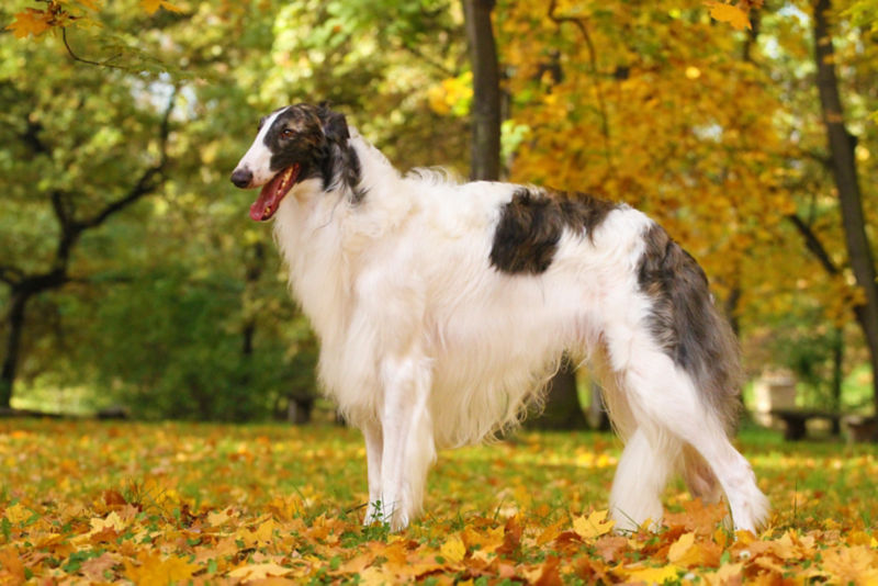 A black and white Borzoi stands on a shady lawn full of golden leaves.