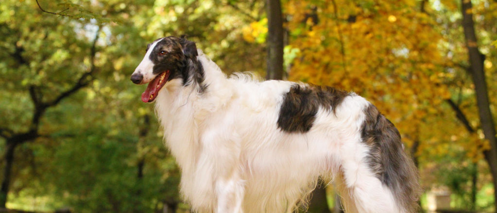 Borzoi - All About Dogs | Orvis