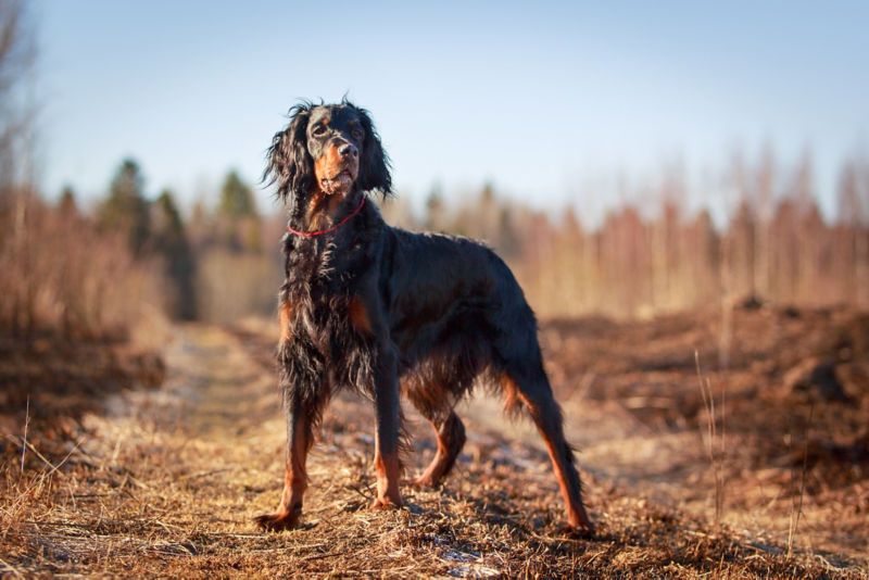 are gordon setters good dogs