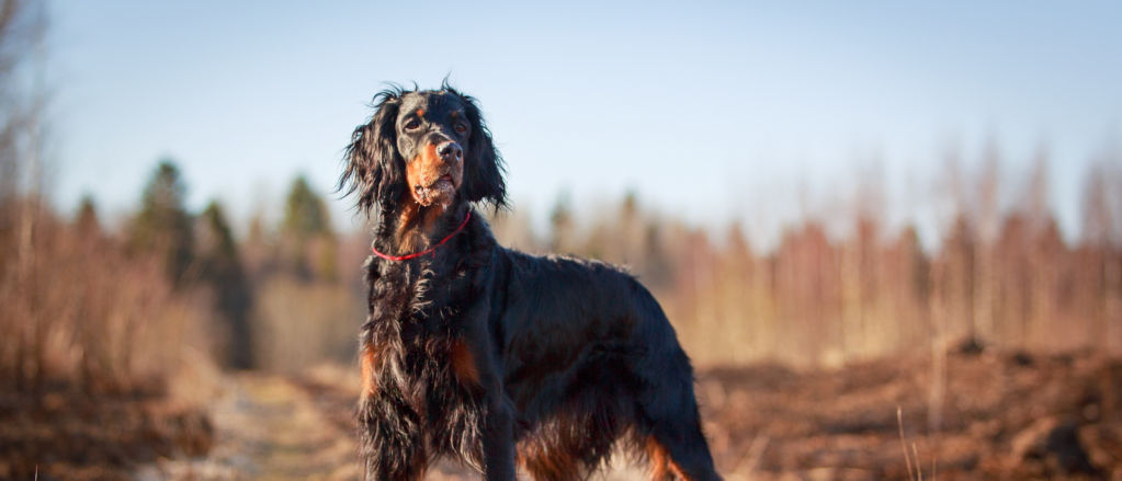 A gorgeous Gordon Setter pauses a moment on a dirt road through a field of dry grass.