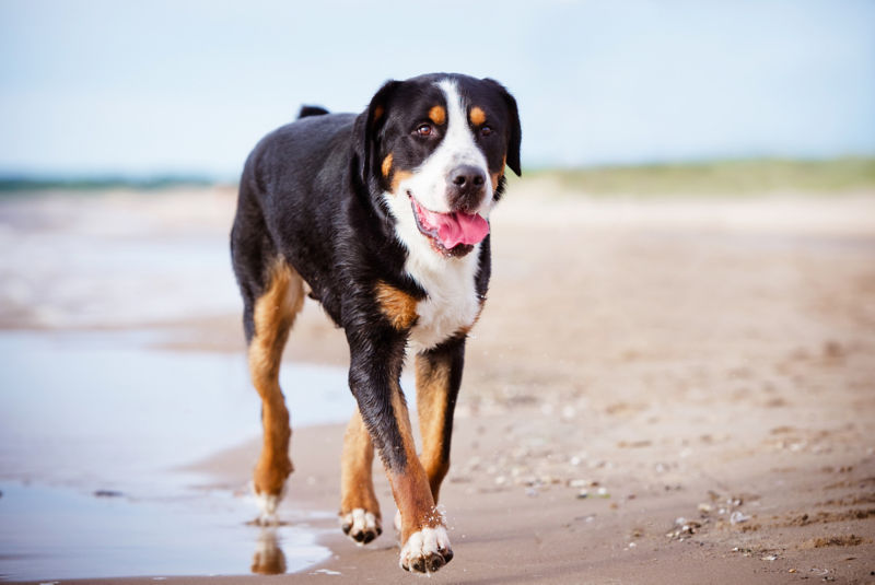 Greater Swiss Mountain Dog All About Dogs Orvis