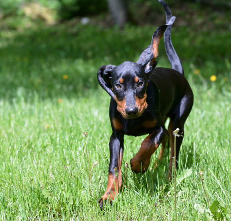 are black and tan coonhound puppies lazy