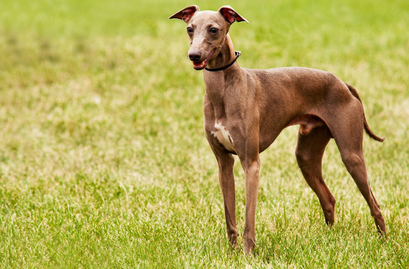 Italian Greyhound Clothes: Our TOP Iggy Clothing Brands