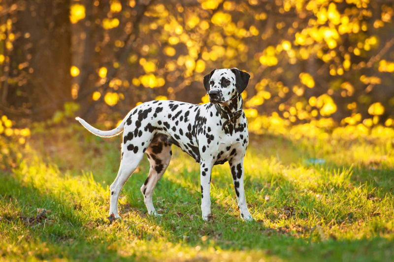 are dalmatians good running dogs