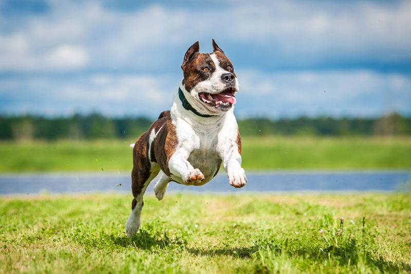 American Staffordshire Terrier - All About Dogs | Orvis