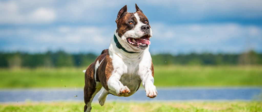 A stocky brown-and-white American Staffordshire Terrier bounds joyfully across brilliant green grasses.