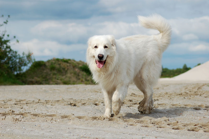 Great Pyrenees All About Dogs Orvis