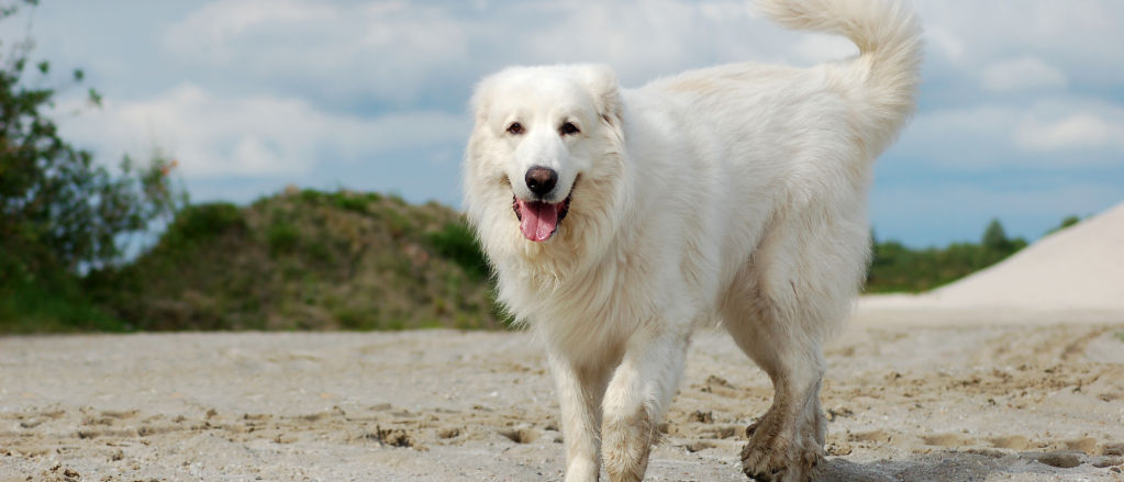 A white Great Pyrenees playing in the sand.