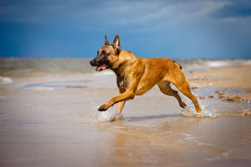 are belgian malinois mean dogs