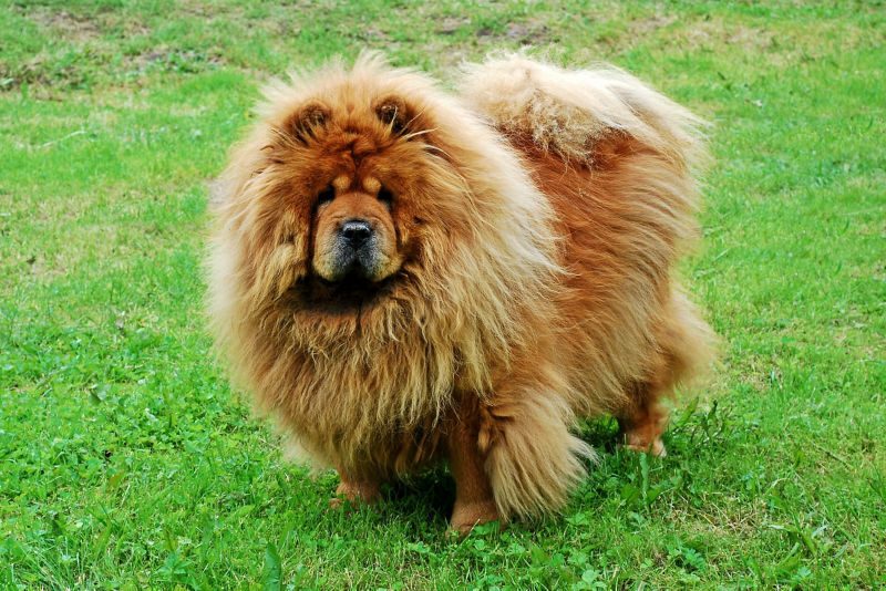 why does chow chow have blue tongue