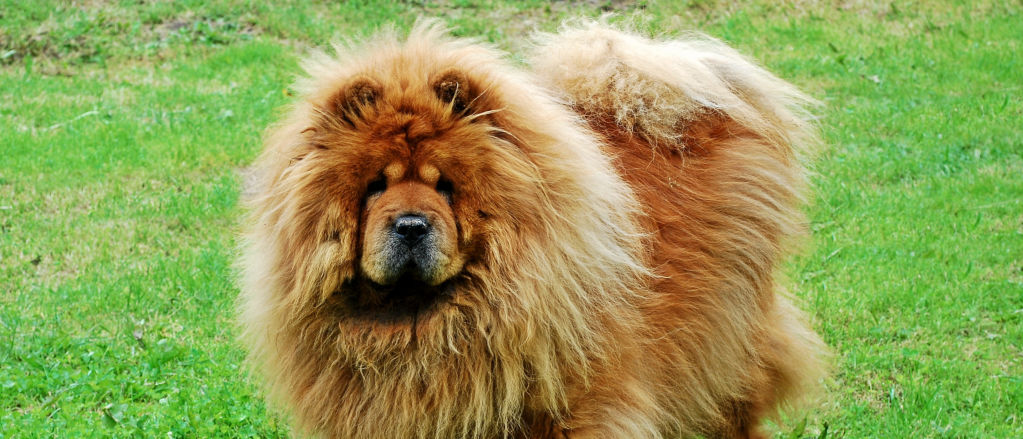 A golden Chow Chow stands on a green lawn.