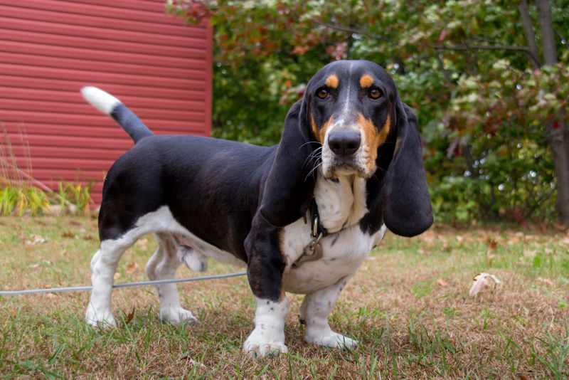 why do bassets have long ears