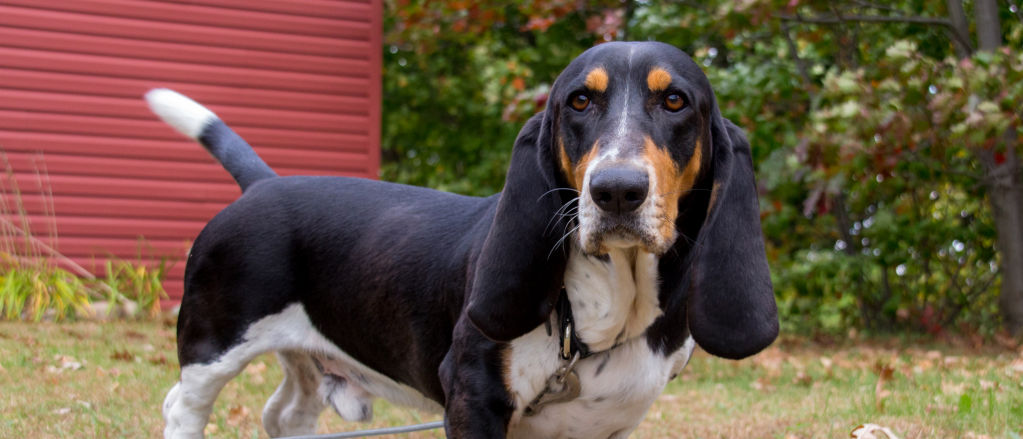 A Basset Hound stands on a dry lawn.