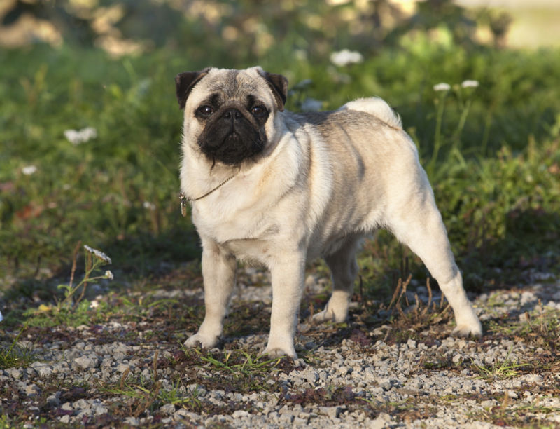 how many pugs did queen victoria have