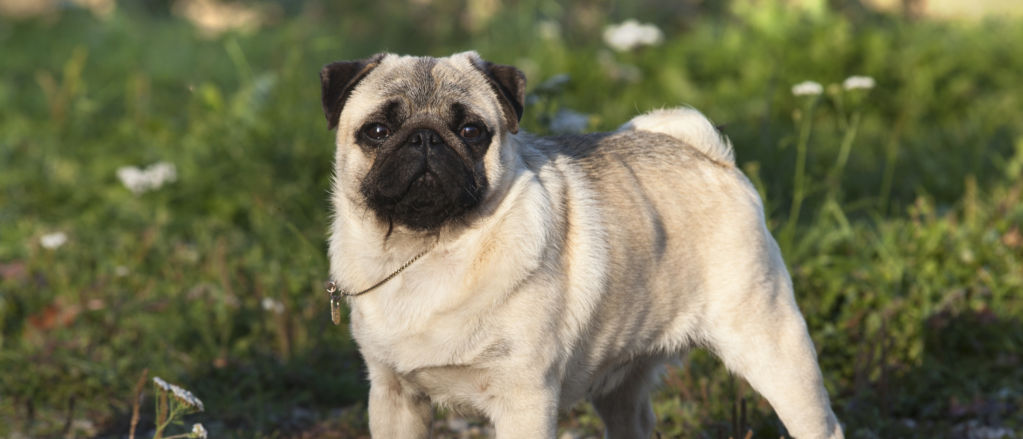A tan pug stands on a dirt path.