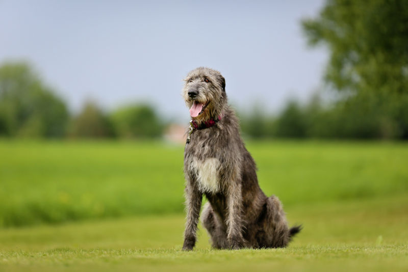 Irish Wolfhound All About Dogs Orvis