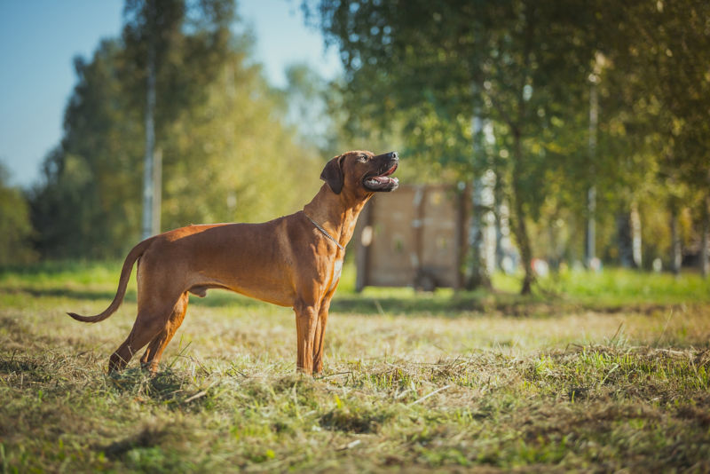 Best food shop for rhodesian ridgeback