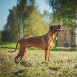 A Rhodesian Ridgeback dog standing outside