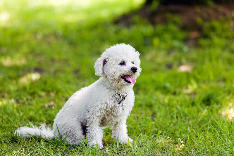 are bichon frise hunting dogs