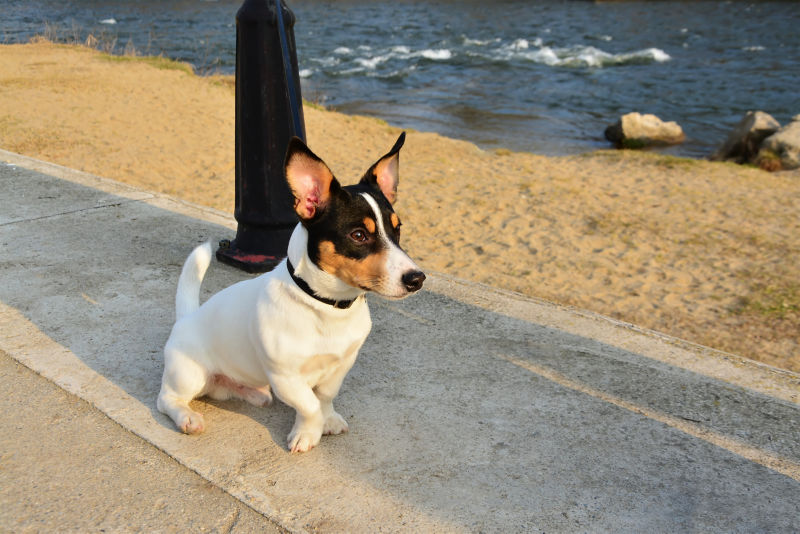 are toy fox terrier good with kids