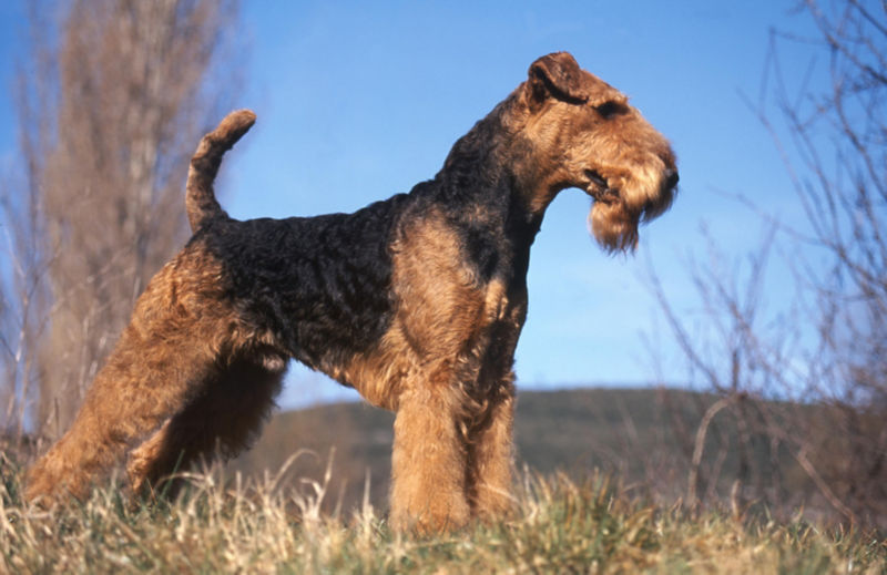 are airedales good guard dogs