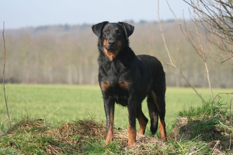 does the beauceron bark