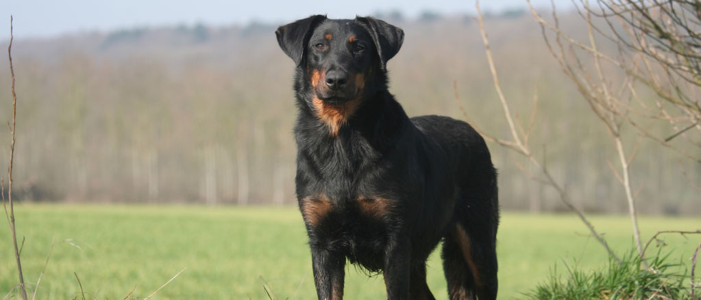 A Beauceron stares at the camera.