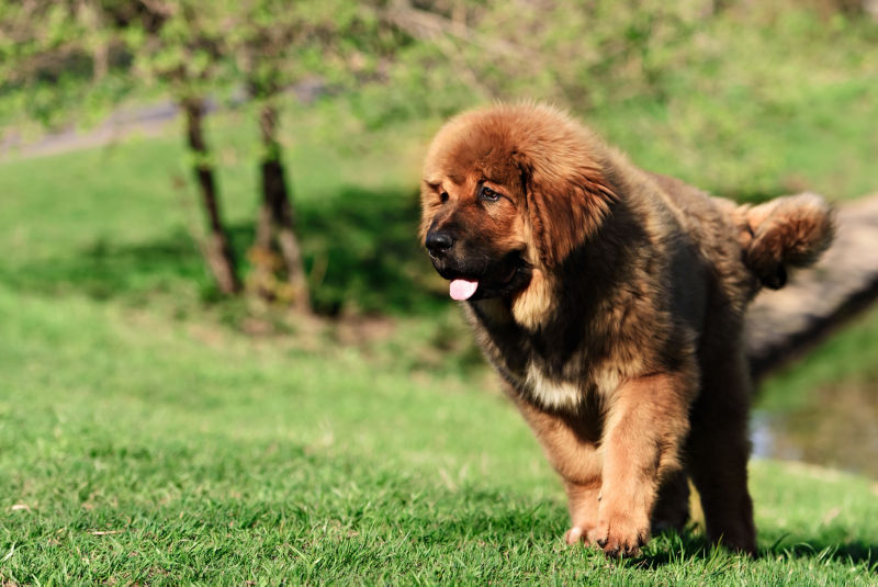 how big can a tibetan mastiff get