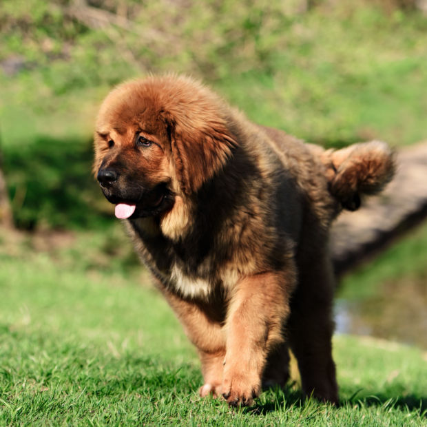 A large brown mastiff puppy running in the grass