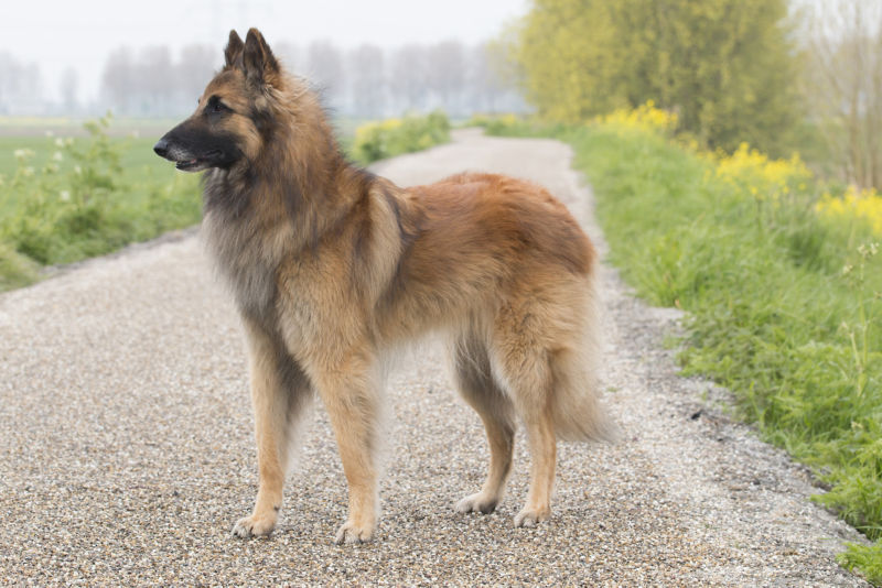 are belgian sheepdog hypoallergenic