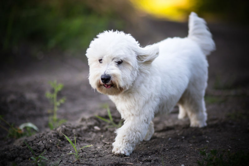 does the coton de tulear grow big