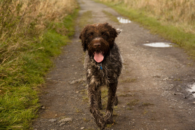 Wirehaired pointing outlet griffon puppy price