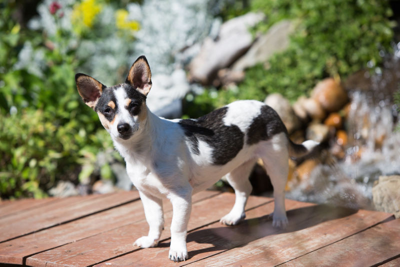 do rat terriers have tails