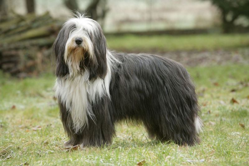 are bearded collies double coated