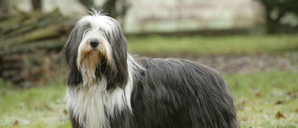 A gray and white bearded collie stands in a close-cut lawn.