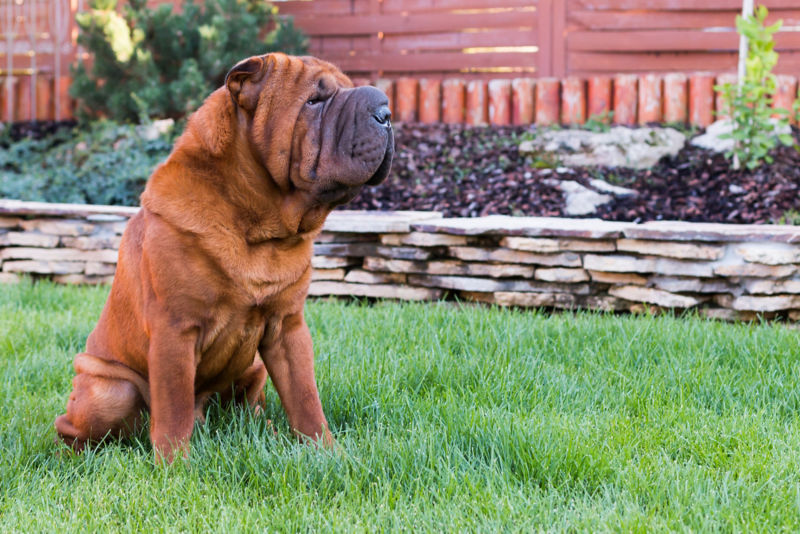 Shar pei hot sale aggressive