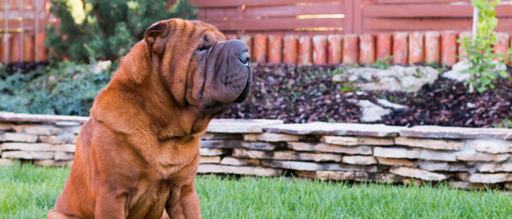 A russet Shar-Pei sits on a green lawn.