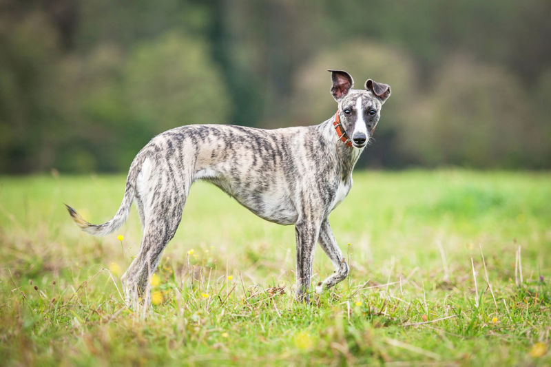 can whippet be white