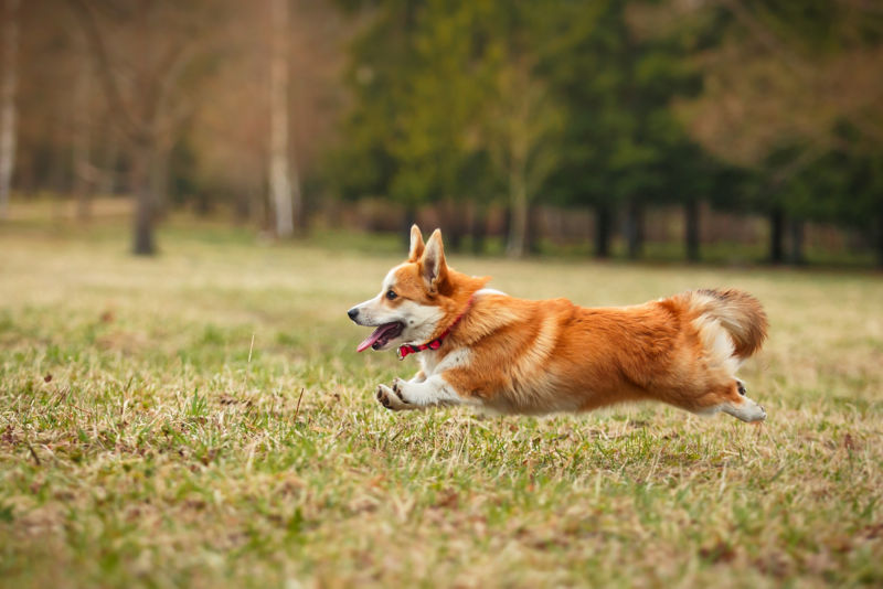 welsh corgi full grown