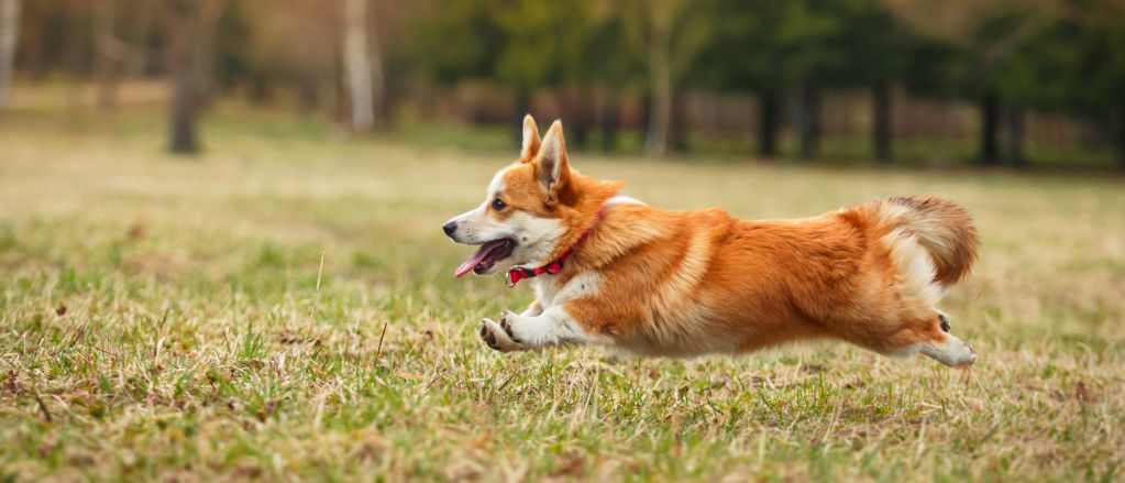 A Cardigan Welsh Corgi bounds across dry grass.