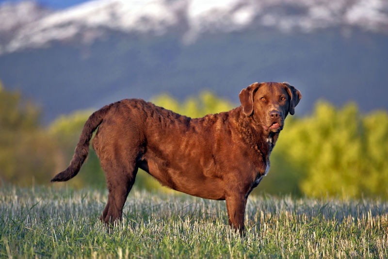 Chesapeake bay retriever store shedding