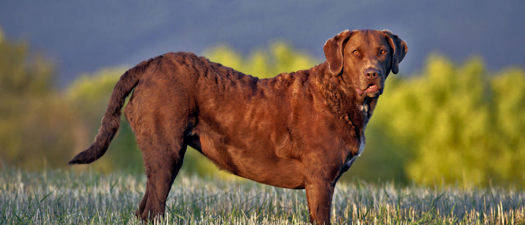 A Chesapeake Bay Retriever stands in a new-mown hayfield with snowy mountains in the background.