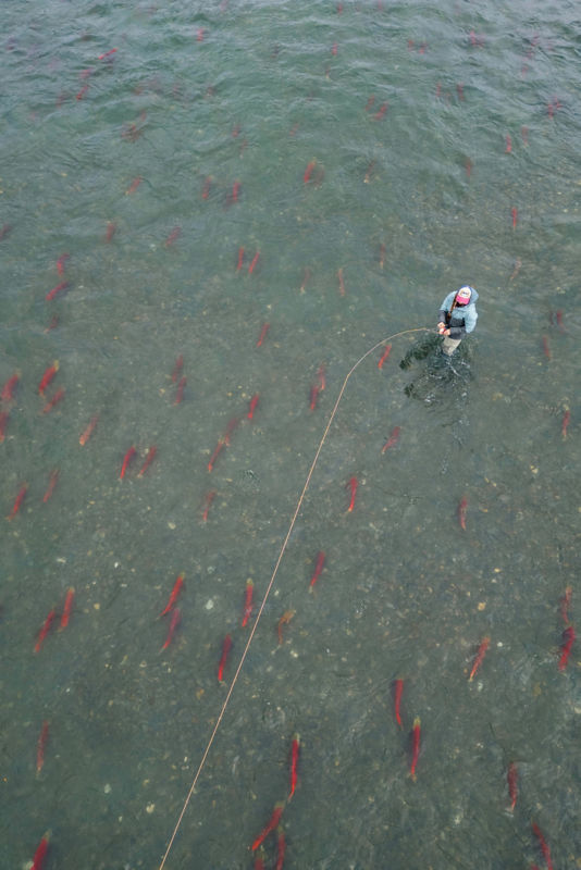 An angler surrounded by salmon