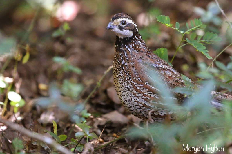 A grouse hides in the brush.