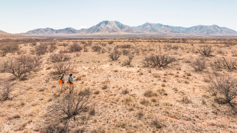 Two hunters with blaze orange vests walk across the Arizona desert.