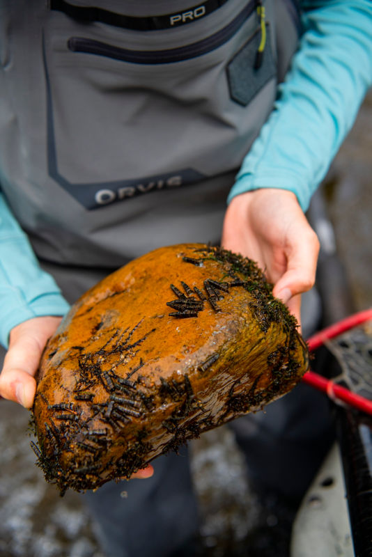 Two hands holding a river rock with bugs on it.