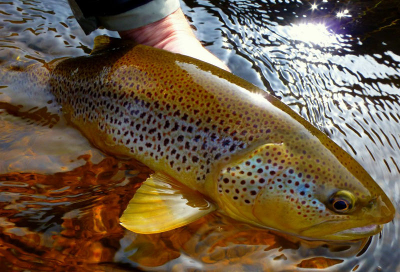 A brown trout on the surface of the water.