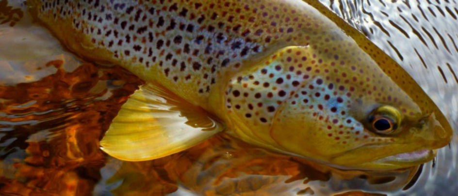 A brown trout on the surface of the water.